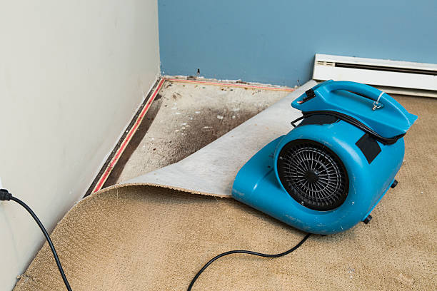 Best Water damage contractors near me  in Maysville, KY